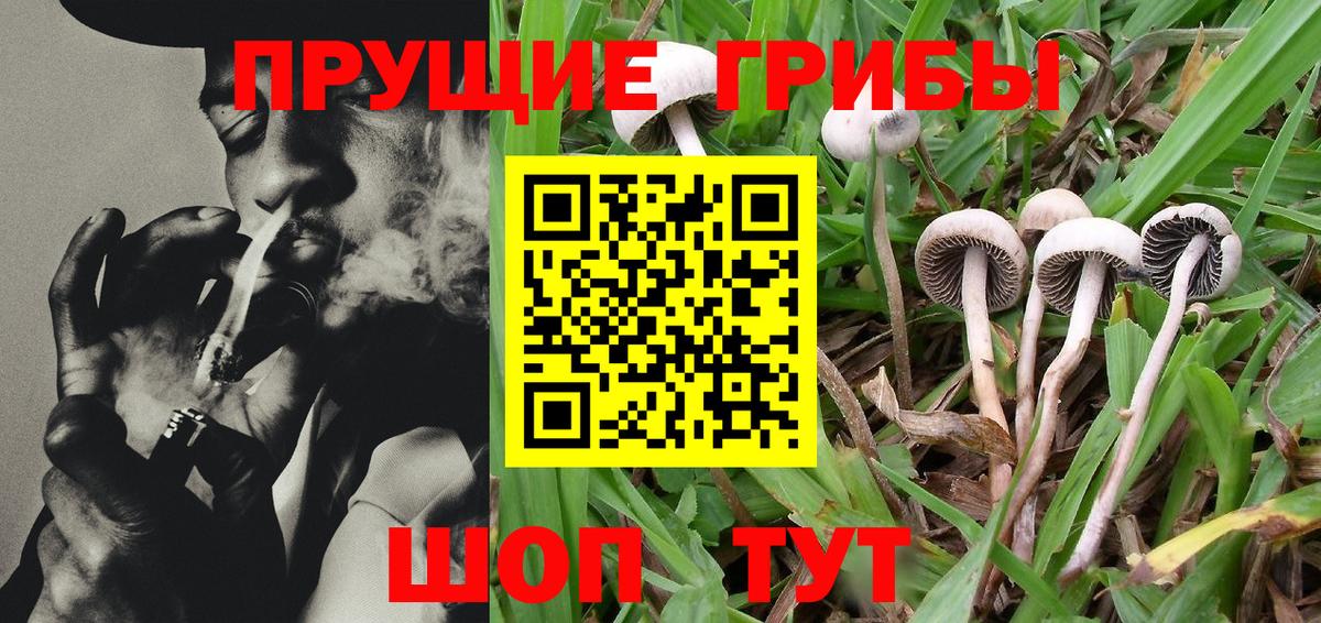 Галлюциногенные грибы Psilocybine cubensis Людиново